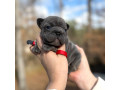 female-blue-dob-121624-in-georgia-small-1