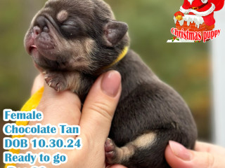 Female Chocolate Tan DOB 10.30.24