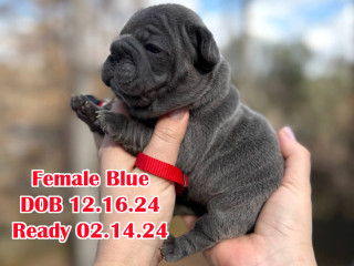 Female Blue DOB 12.16.24 In Georgia