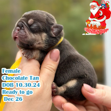 female-chocolate-tan-dob-103024-big-0