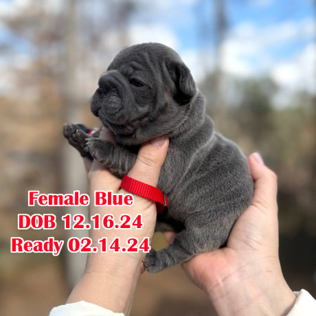 female-blue-dob-121624-in-georgia-big-0