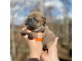 female-fawn-for-sale-dob-121624-in-georgia-small-4