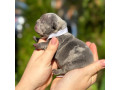 female-blue-merle-for-sale-dob-102324-small-0