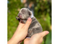 female-blue-merle-for-sale-dob-102324-small-3