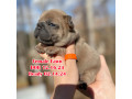 female-fawn-for-sale-dob-121624-in-georgia-small-0