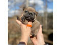 female-fawn-for-sale-dob-121624-in-georgia-small-2