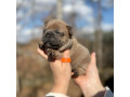 female-fawn-for-sale-dob-121624-in-georgia-small-3