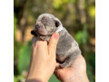 female-blue-merle-for-sale-dob-102324-small-2