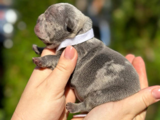 Female Blue Merle for Sale DOB 10.23.24