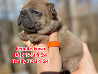 Female Fawn for Sale DOB 12.16.24 In Georgia