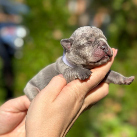 female-blue-merle-for-sale-dob-102324-big-5