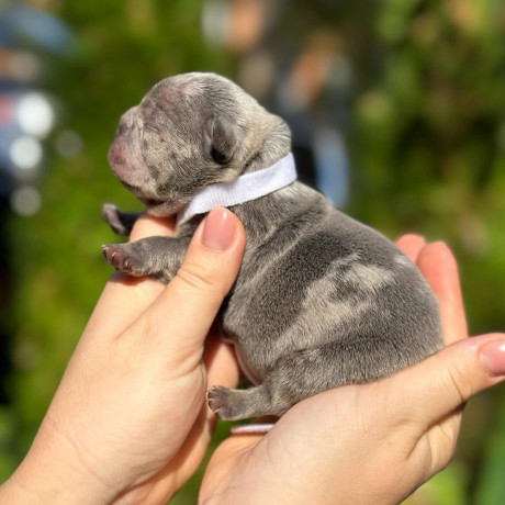 female-blue-merle-for-sale-dob-102324-big-0