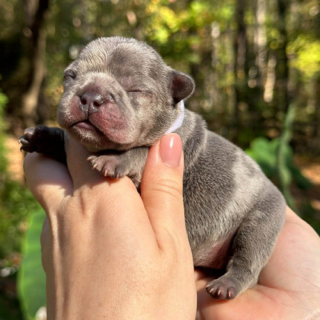 female-blue-merle-for-sale-dob-102324-big-4