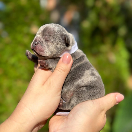 female-blue-merle-for-sale-dob-102324-big-3