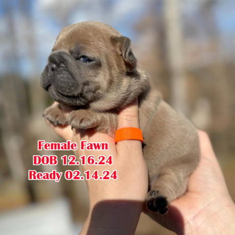 female-fawn-for-sale-dob-121624-in-georgia-big-0