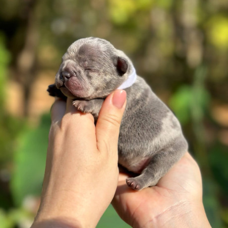 female-blue-merle-for-sale-dob-102324-big-2