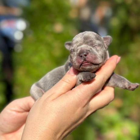 female-blue-merle-for-sale-dob-102324-big-6