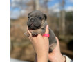 female-blue-tan-full-akc-dob-121624-with-breeding-rights-microchip-in-georgia-small-4