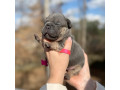 female-blue-tan-full-akc-dob-121624-with-breeding-rights-microchip-in-georgia-small-6