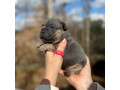 female-blue-tan-full-akc-dob-121624-with-breeding-rights-microchip-in-georgia-small-2