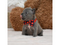 female-blue-full-akc-dob-101424-with-breeding-rights-microchip-small-6