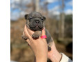 female-blue-tan-full-akc-dob-121624-with-breeding-rights-microchip-in-georgia-small-1