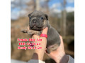 female-blue-tan-full-akc-dob-121624-with-breeding-rights-microchip-in-georgia-small-0