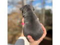 female-blue-tan-full-akc-dob-121624-with-breeding-rights-microchip-in-georgia-small-3