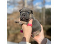 female-blue-tan-full-akc-dob-121624-with-breeding-rights-microchip-in-georgia-small-5