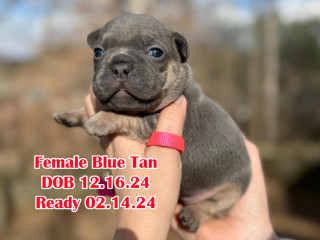 Female Blue Tan Full AKC, DOB 12.16.24 with breeding rights Microchip In Georgia