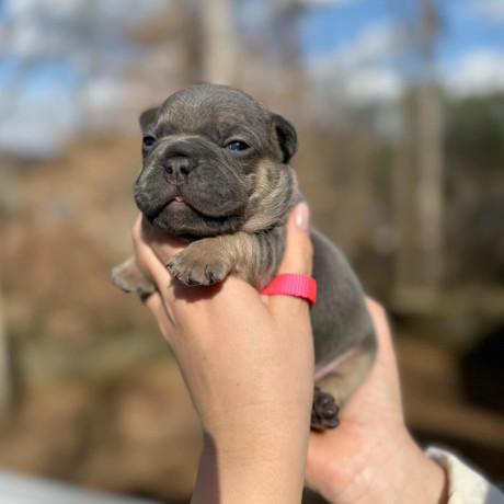 female-blue-tan-full-akc-dob-121624-with-breeding-rights-microchip-in-georgia-big-4