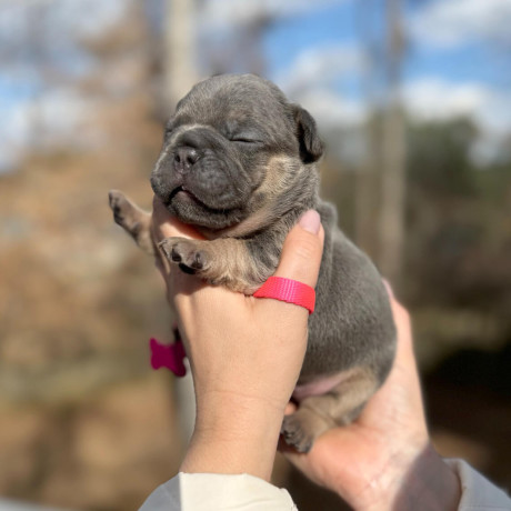 female-blue-tan-full-akc-dob-121624-with-breeding-rights-microchip-in-georgia-big-6