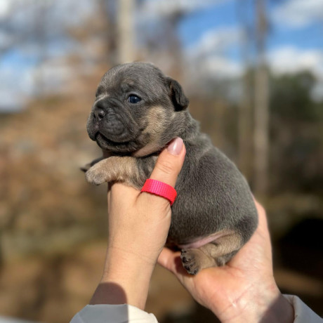 female-blue-tan-full-akc-dob-121624-with-breeding-rights-microchip-in-georgia-big-2