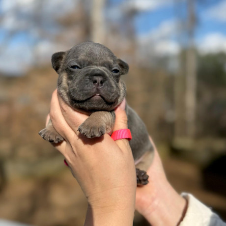 female-blue-tan-full-akc-dob-121624-with-breeding-rights-microchip-in-georgia-big-1