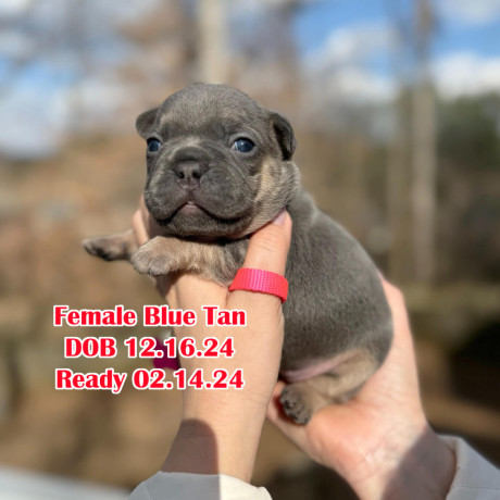 female-blue-tan-full-akc-dob-121624-with-breeding-rights-microchip-in-georgia-big-0