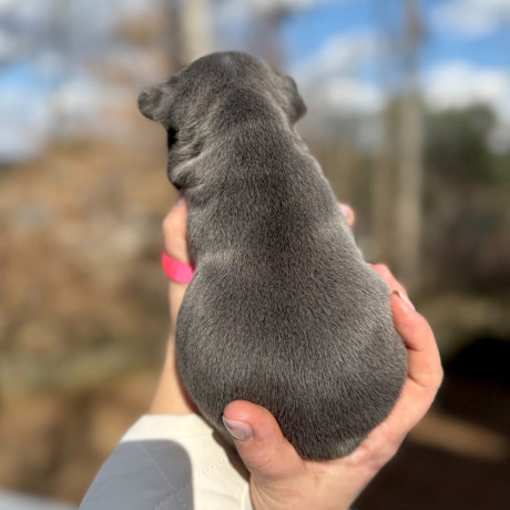 female-blue-tan-full-akc-dob-121624-with-breeding-rights-microchip-in-georgia-big-3