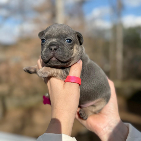 female-blue-tan-full-akc-dob-121624-with-breeding-rights-microchip-in-georgia-big-5