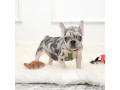 male-lilac-merle-small-0