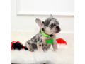 male-lilac-merle-small-6