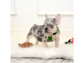 male-lilac-merle-small-1