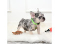 male-lilac-merle-small-3