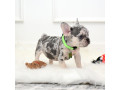 male-lilac-merle-small-2