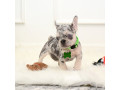 male-lilac-merle-small-4