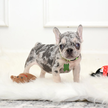 male-lilac-merle-big-0