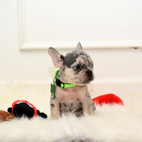 male-lilac-merle-big-5