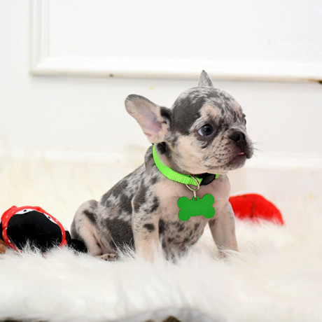 male-lilac-merle-big-6