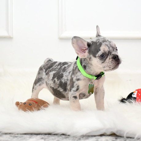 male-lilac-merle-big-3