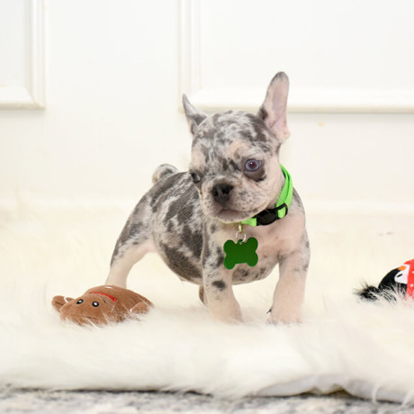 male-lilac-merle-big-4