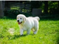 beautiful-golden-retriever-puppy-small-1