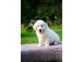 beautiful-golden-retriever-puppy-small-0